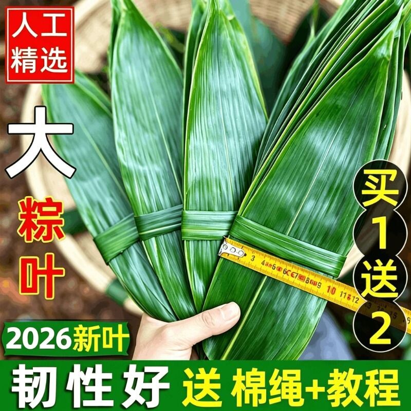粽叶免邮新鲜大100片新鲜粽子叶包粽子干叶特大号棕叶批发端午节