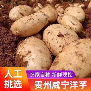 贵州特产 正宗威宁土豆新鲜洋芋黄皮黄心高海拔老品种马铃薯蔬菜
