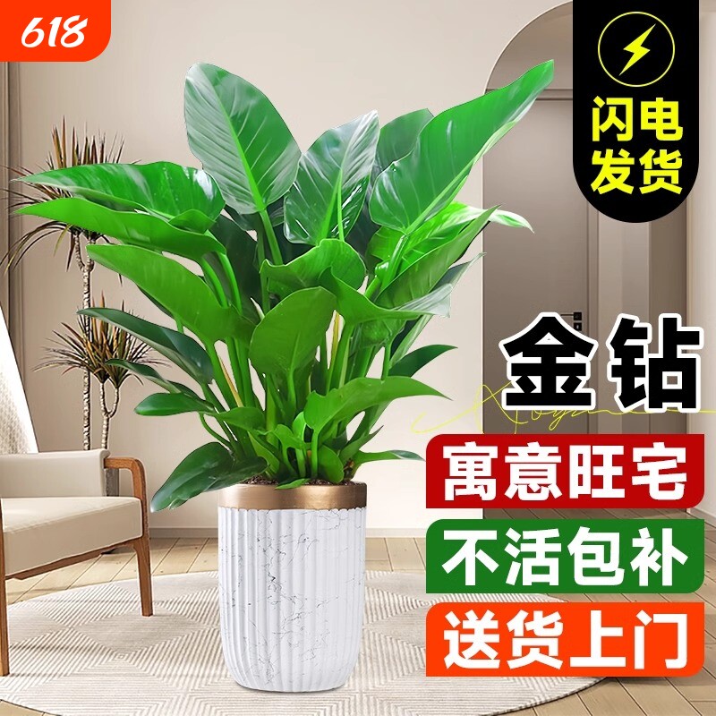 金钻盆栽绿萝箩室内植物花卉水培绿植办公室多肉净化空气去除甲醛