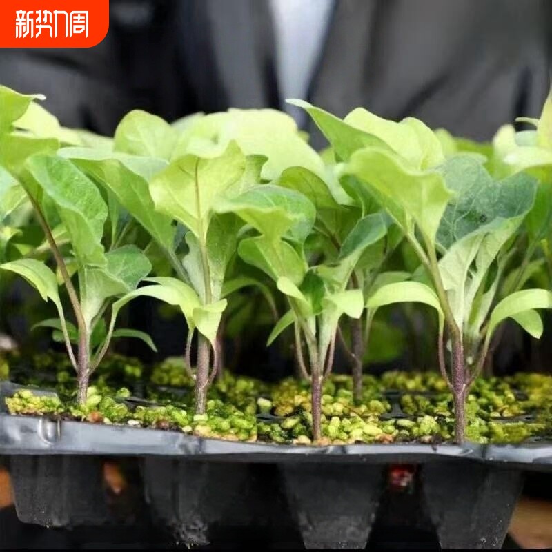 杭茄一号秧苗茄子苗长茄蔬菜种子大全长茄子长线茄子混合茄子绿植