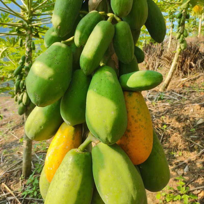 红心牛奶木瓜新鲜云南当季水果9斤整箱青皮孕妇冰糖心下奶自然熟,水产肉类/新鲜蔬果/熟食,木瓜,淘宝优惠券,粉丝福利购,淘宝优惠卷