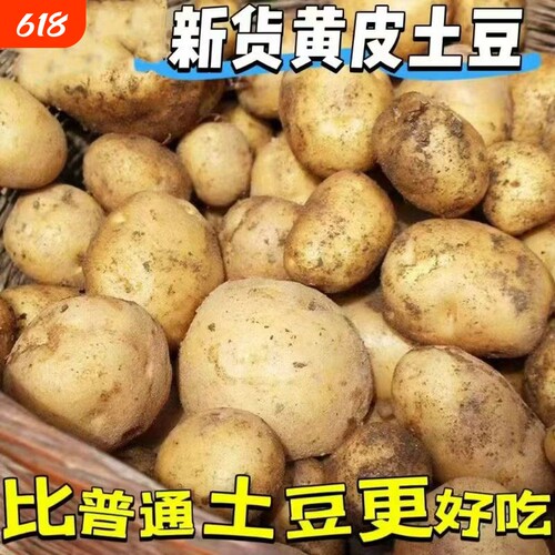 农家土豆新鲜自种蔬菜
