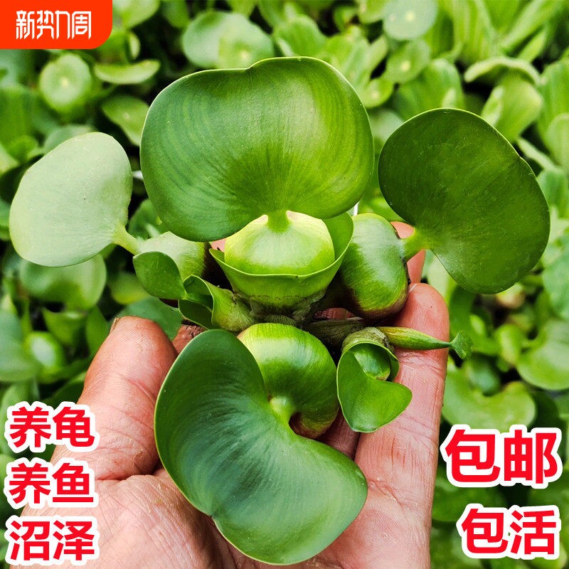 水葫芦凤眼莲净化水质水培绿植池塘园林庭院养鱼水草龟缸造景植物
