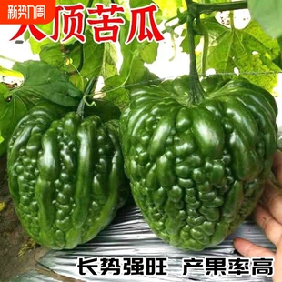 大顶苦瓜种子早熟苦瓜种子果大肉厚一代交配青苦瓜种子 中 热卖