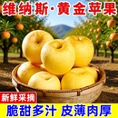 黄金维纳斯苹果山东新鲜水果大当季 整箱时令孕妇正宗奶油烟台脆甜