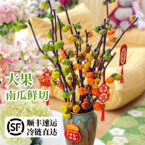 观赏小南瓜鲜花鲜切枝水养插花家居装饰摆件云南基地直发顺丰包邮
