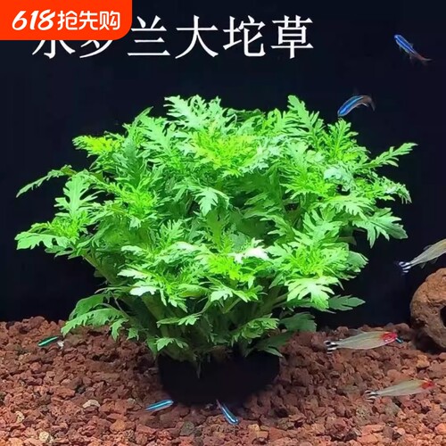 水罗兰沉底造景水草自带坨草懒人阴性后景淡水草增氧净化躲避鱼缸