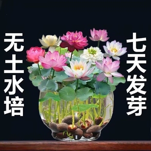 鱼缸水草种子水培真草养鱼碗莲种籽装 饰造景植物固定景观水质观赏