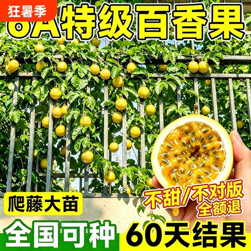 黄金百香果树苗四季结果包赔