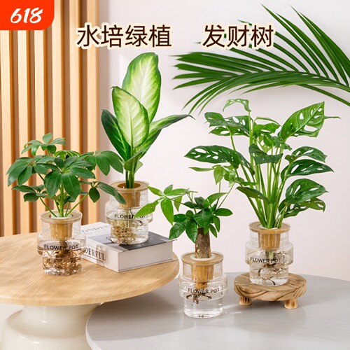 水培懒人绿植发财树金钻
