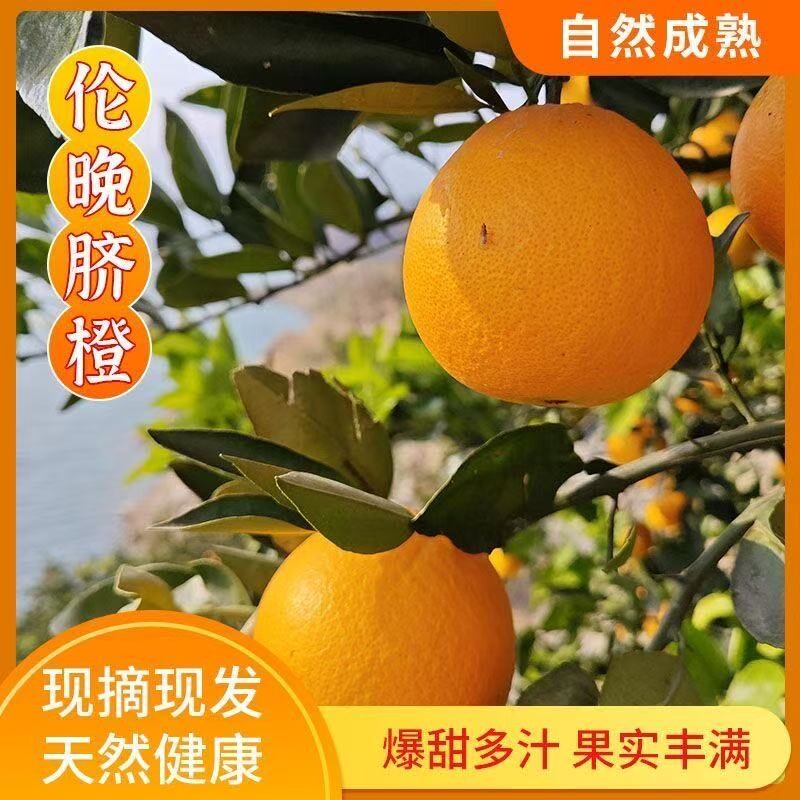 伦晚脐橙新鲜湖北秭归橙子水果当季新鲜冰糖果冻橙直发官方旗舰店