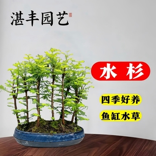 水杉水培鱼缸造景溪流缸水杉盆栽盆景鱼池水生植物绿植水草室内外