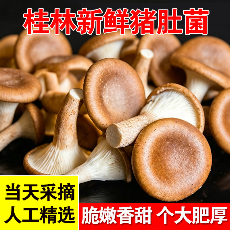 新鲜现货鲜菌猪肚菌猪肚菇当季大斗菇食用菌大伞蘑菇人工美味时令