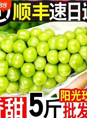 阳光玫瑰葡萄新鲜水果5斤
