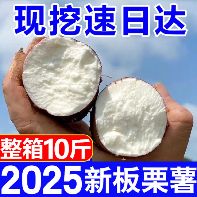 新鲜正宗沙地板栗红薯白心红薯红皮地瓜现挖白瓤板栗白薯白肉番薯