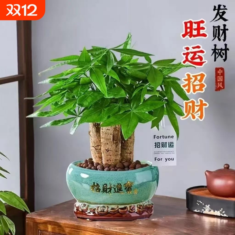 发财树盆栽室内客厅桌面绿植盆景树苗办公室招财花卉吸水植物阳台