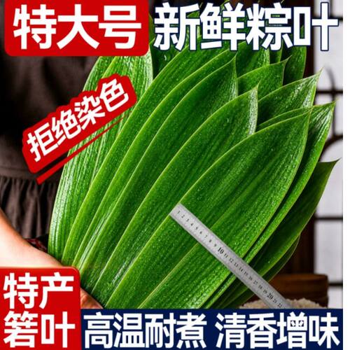 新鲜粽子叶粽叶特大号专用包粽子现摘芦苇叶商真空批发糯米食用