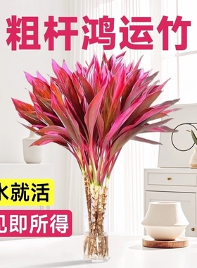 富贵竹水培植物鸿运紫竹粗杆带根水养客厅招财竹子室内绿植发财竹