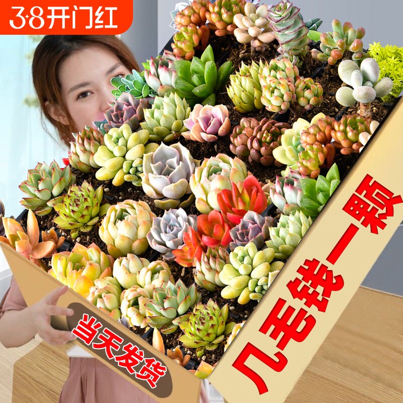 多肉植物大颗好养实惠组合绿植套餐室内外花卉小盆栽含盆土可批发