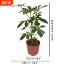 鸭脚木七叶莲八方来财盆景室内绿植四季 常青盆栽客厅办公桌卫生间