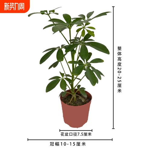 鸭脚木七叶莲八方来财盆景室内绿植四季常青盆栽客厅办公桌卫生间
