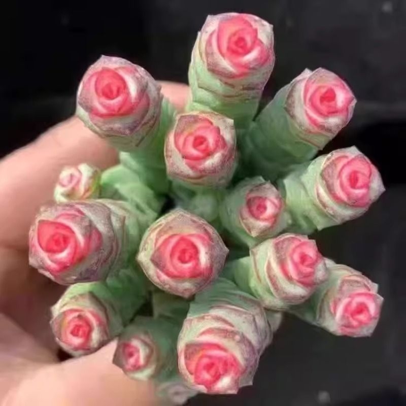彩色钱串红心前程似锦群生多头多肉植物爆盆阳台绿植肉绿植盆栽