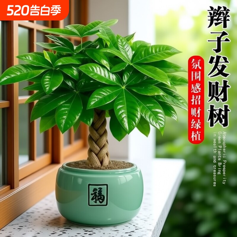 发财树盆栽招财旺宅桌面盆景四季办公室绿植室内客厅植物阳台氛围
