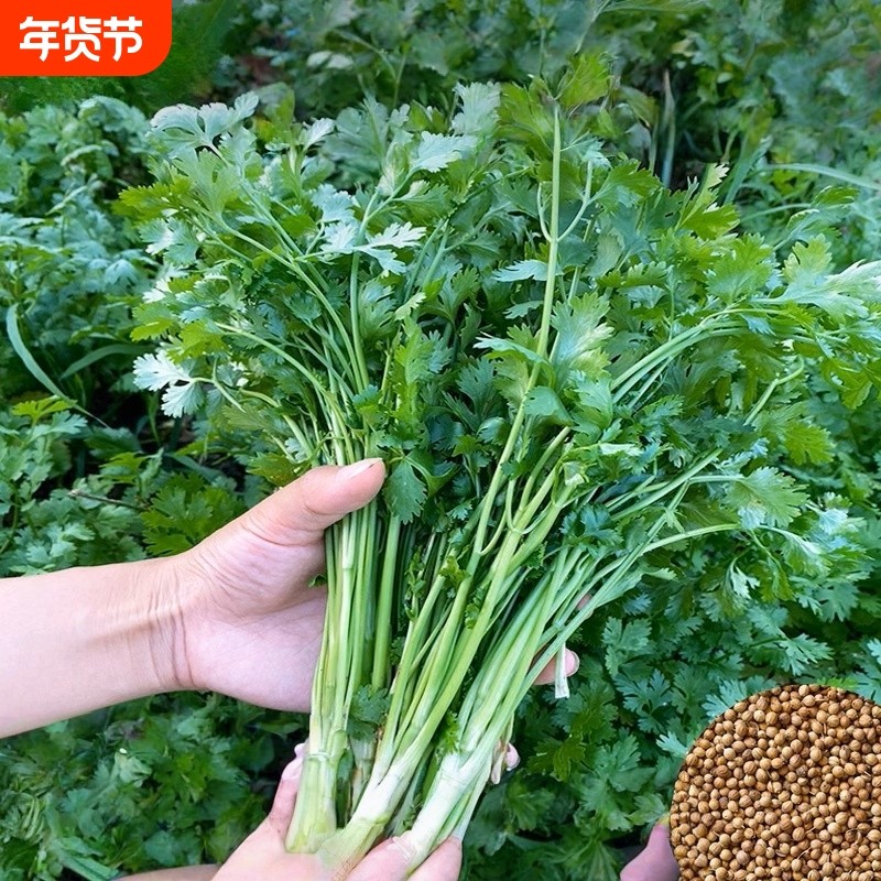 香菜种子速生耐寒耐热老品种小叶香菜种籽芫荽种孑四季种植蔬菜籽