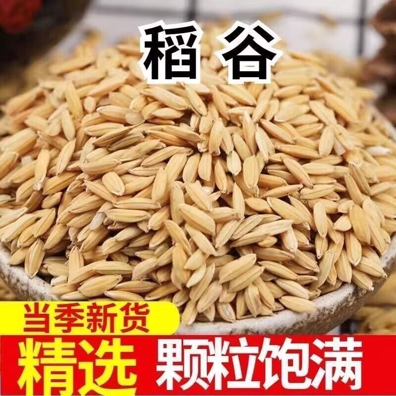 优质稻谷50斤2025年精选长稻谷带壳喂鸡喂斗鸡等家禽垂钓包邮