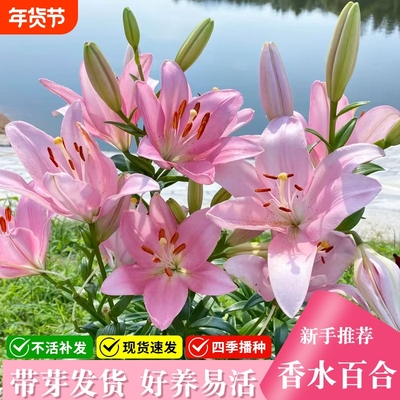 重瓣香水百合花种球花苗易活盆栽植物耐寒四季开花种籽子好养播种