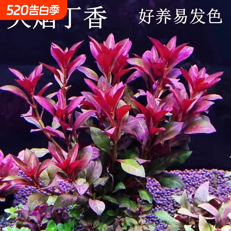 鱼缸水草造景紫红丁香水草植物真草绿植养鱼水培沉底定植好养火焰