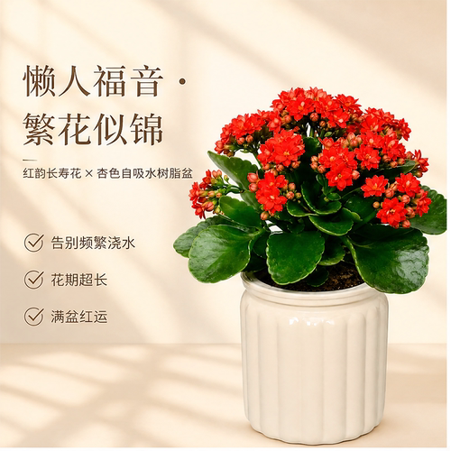 长寿花盆栽带花苞室内外桌面绿植