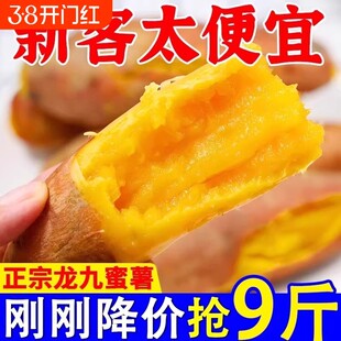 正宗沙地黄心蜜薯现挖龙九番薯新鲜地瓜板栗红薯山芋批发香甜自提