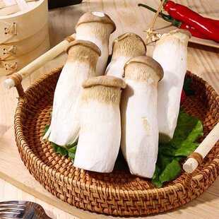 现摘新鲜杏鲍菇小杏鲍菇嫩芽火锅烧烤煲汤菌菇农产品时令蔬菜挑夫