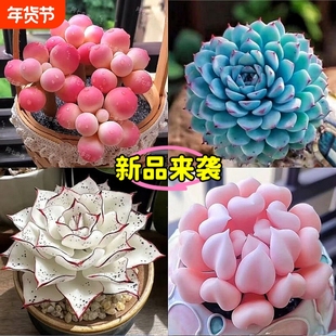 新手组合套餐多肉桃蛋纯爱蓝姬莲防辐射盆栽好养活耐热教师节植物