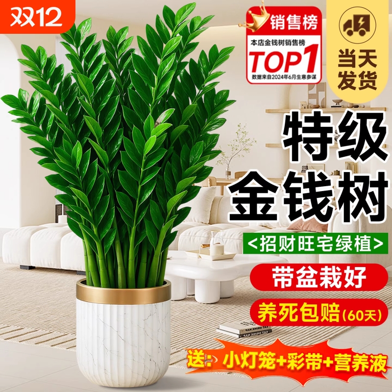 金钱树客厅大盆栽室内型绿