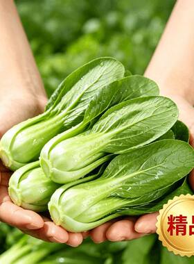 地头直发精品上海青小油菜当季小油菜新鲜绿叶菜现摘农家自种