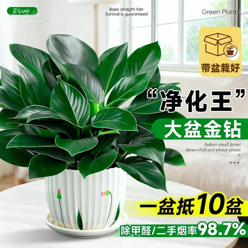 大盆金钻盆栽室内除甲醛绿植客厅办公桌面净化空气四季好养活植物