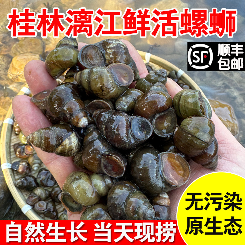 桂林漓江新鲜田螺鲜活清水石螺包活泥螺蛳粉用螺丝肉淡水螺丝批发