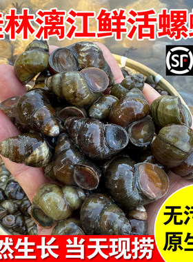 漓江新鲜田螺鲜活清水石螺泥螺蛳粉用螺丝肉淡水螺丝批发野生养殖