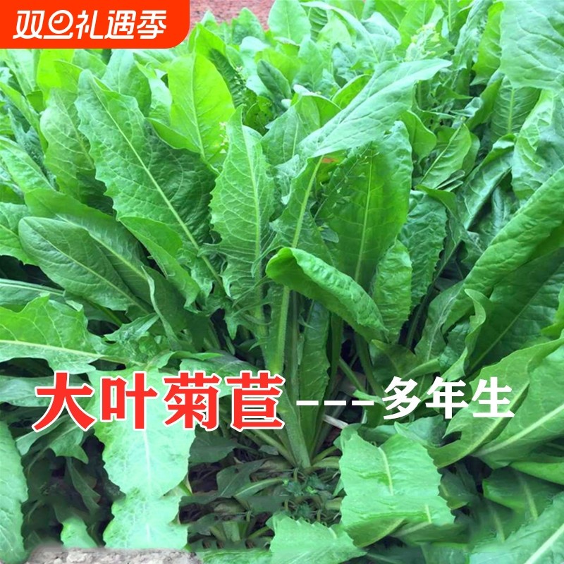 菊苣草种籽大叶多年生兔子牛鱼鸡鸭鹅养殖四季牧草种子种植高产