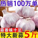 2025年新干大蒜大蒜头干蒜山东大蒜蒜种紫皮大蒜头农家新晒干