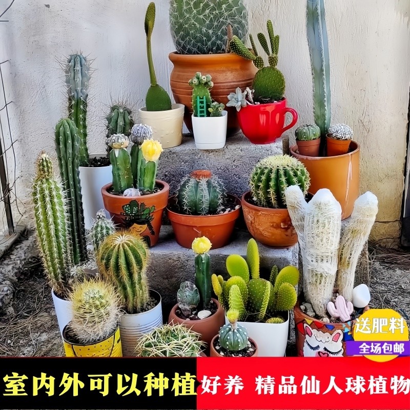 仙人掌多肉植物万重山盆栽客厅绿植室内仙人球桌面好养易活