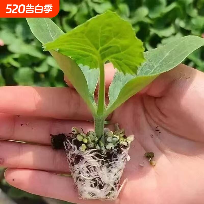 四季阳台旱黄瓜秧苗蔬菜种苗黄瓜苗水果黄瓜秧苗盆栽苗大黄瓜秧苗