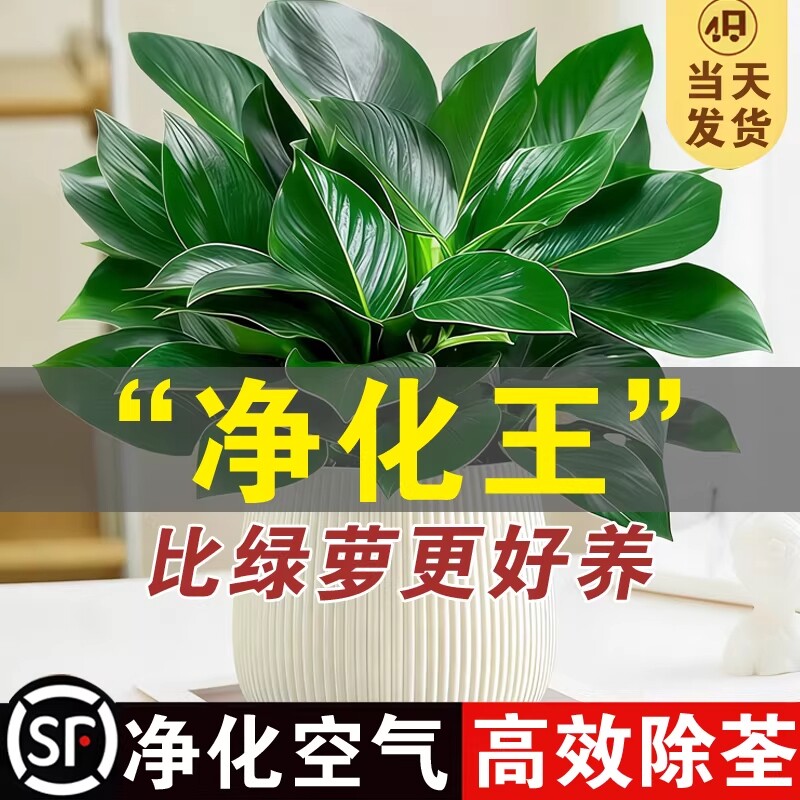 金钻盆栽绿植大盆绿萝除室内甲醛植物花卉水培办公室净化空气好养
