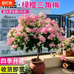 重瓣三角梅盆栽大苗带花老桩爬藤植物红梅花卉四季开花好养庭院