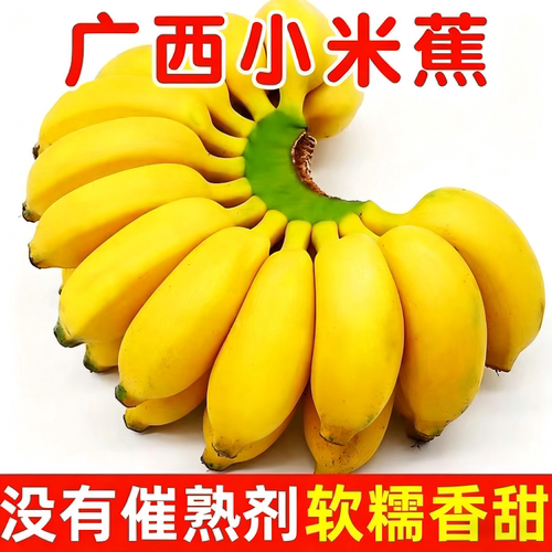 正宗广西小米蕉当季新鲜水果小香蕉产地小芭蕉蕉小蕉应季自然熟