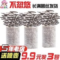 【9.8發(fā)3包】蘑菇種植包菌種菌包平菇家種盆栽自種蘑菇家庭室內(nèi)
