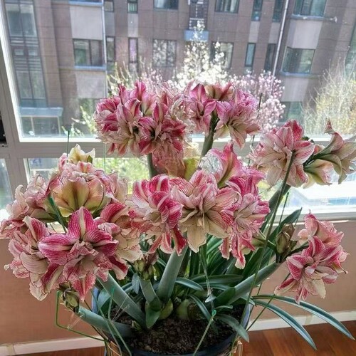 多年生重瓣朱顶红种球绿植盆栽室内外球根花卉耐寒耐热埋土养活