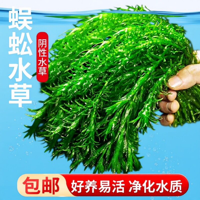 净水蜈蚣草水草植物鱼缸造景专用鱼草缸新手养鱼绿菊阴性后景绿植